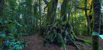 Antarctic Beech Trees - Springbrook  - QLD T (PB5D 00 U3A3918)